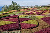 BOTANICAL GARDENS,  MADIERA