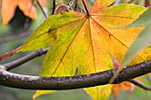 ACER PALMATUM LEAF