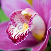 CYMBIDIUM