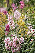 CYMBIDIUMS GROWING AT MONTE PALACE TROPICAL GARDENS,  MARCH,  FUNCHAL,  MADEIRA