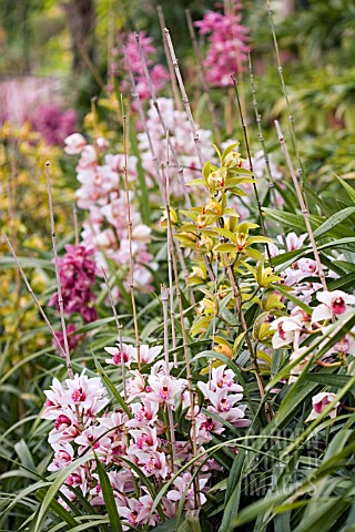 CYMBIDIUMS_GROWING_AT_MONTE_PALACE_TROPICAL_GARDENS__MARCH__FUNCHAL__MADEIRA