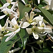 CLEMATIS ARMANDII