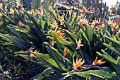 STRELITZIA REGINAE,  BIRD OF PARADISE PLANTS