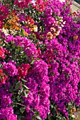 BOUGAINVILLEA AT JARDIN BOTANICO,  MADEIRA