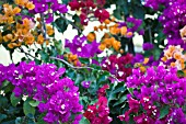 BOUGAINVILLEA AT JARDIM BOTANICO,  MADEIRA