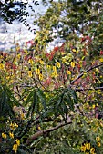 SENNA DIDYMOBOTRYA,  PEANUT BUTTER CASSIA,  POPCORN BUSH