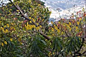 SENNA DIDYMOBOTRYA,  PEANUT BUTTER SENNA,  POPCORN BUSH