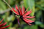 ERYTHRINA RETICULATA CORALINA,  BATWING CORAL TREE