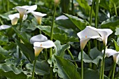 ZANTEDESCHIA AETHIOPICA,  ARUM LILY,  CALLA LILY