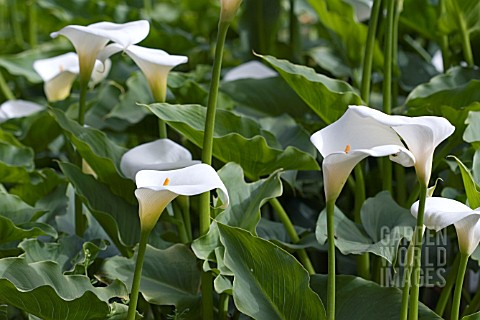 ZANTEDESCHIA_AETHIOPICA__ARUM_LILY__CALLA_LILY