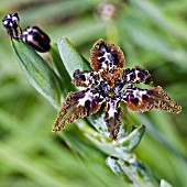 VITEX AGNUS CASTUS