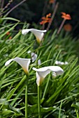 ZANTEDESCHIA AETHIOPICA,  ARUM LILY,  CALLA LILY