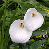 ZANTEDESCHIA AETHIOPICA,  ARUM LILY,  CALLA LILY