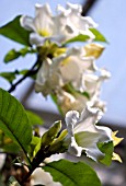 BEAUMONTIA GRANDIFLORA,  HERALDS TRUMPET