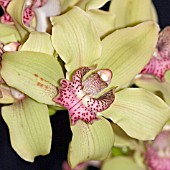 CYMBIDIUM