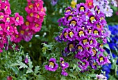 SCHIZANTHUS PINNATUS,  POOR MANS ORCHID