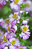 SCHIZANTHUS PINNATUS,  POOR MANS ORCHID