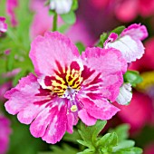 SCHIZANTHUS PINNATUS,  POOR MANS ORCHID