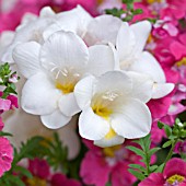 FREESIAS AND SCHIZANTHUS PINNATUS,  POOR MANS ORCHID