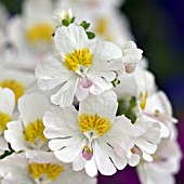 SCHIZANTHUS PINNATUS,  POOR MANS ORCHID