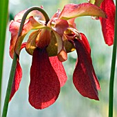 SARRACENIA FLAVA,  PITCHER PLANT