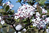 VIBURNUM CARLESII AURORA