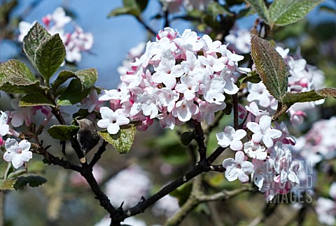 VIBURNUM_CARLESII_AURORA