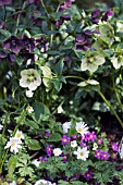 SPRING BORDER WITH HELLEBORUS