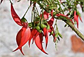 CLIANTHUS PUNICEUS,  THE LOBSTER CLAW