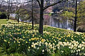 NARCISSUS AT HODNET HALL,  SHROPSHIRE