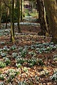 GALANTHUS,  SNOWDROPS AT PAINSWICK ROCOCCO GARDEN