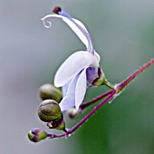 CLERODENDRUM MYRICOIDES UGANDENSE