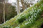 GALANTHUS,  SNOWDROPS AT PAINSWICK ROCOCCO GARDEN