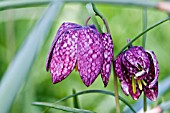 FRITILLARIA MELEAGRIS