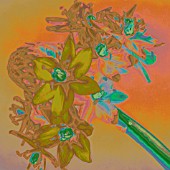 ORNITHOGALUM ARABICUM,  CHINCHINCHEREE FLOWERS,  MANIPULATED