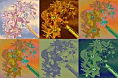 ORNITHOGALUM ARABICUM,  CHINCHINCHEREE,  FLOWERS,  MANIPULATED,  POP ART STYLE