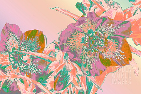 HELLEBORUS_X_ASHWOOD_HYBRID_MANIPULATED