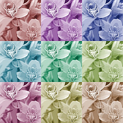 CYMBIDIUM_ORCHID_MANIPULATED_IN_POP_ART_STYLE