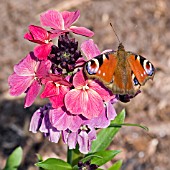 PEACOCK BUTTERFLY ON ERYSIMUM