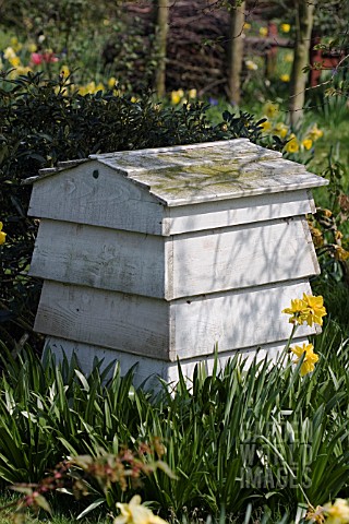 BEEHIVE_COMPOSTER_IN_MEADOW_OF_NARCISSUS__DAFFODILS