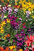 ERYSIMUM,  WALLFLOWERS AND TULIPS IN ASSOCIATION