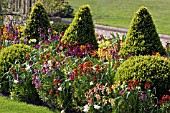 TOPIARY AND ERYSIMUM,  WALLFLOWERS AT COOPERS MILLENIUM GARDEN