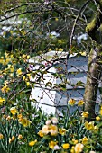 BEEHIVE COMPOSTER IN MEADOW OF NARCISSUS BEHIND APPLE TREE