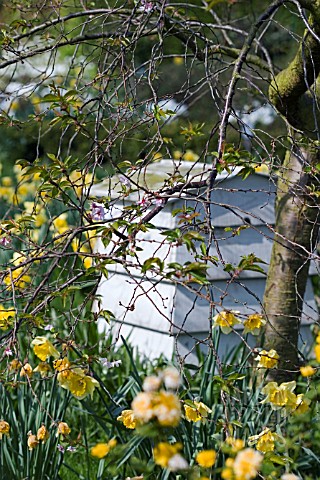 BEEHIVE_COMPOSTER_IN_MEADOW_OF_NARCISSUS_BEHIND_APPLE_TREE