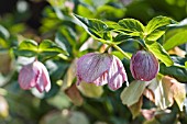 HELLEBORUS,  LENTEN ROSE,  CHRISTMAS ROSE