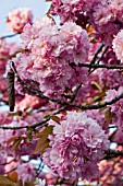 PRUNUS,  ORNAMENTAL CHERRY