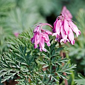 DICENTRA STUART BOOTHMAN