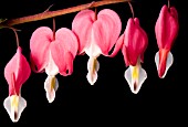 DICENTRA SPECTABILIS ON BLACK BACKGROUND