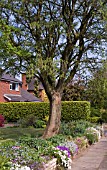 SUBURBAN FRONT GARDEN WITH SPRING ALPINE FLOWERS