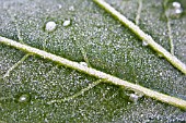 FROSTY FATSIA JAPONICA